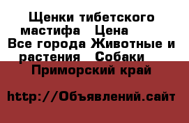 Щенки тибетского мастифа › Цена ­ 80 - Все города Животные и растения » Собаки   . Приморский край